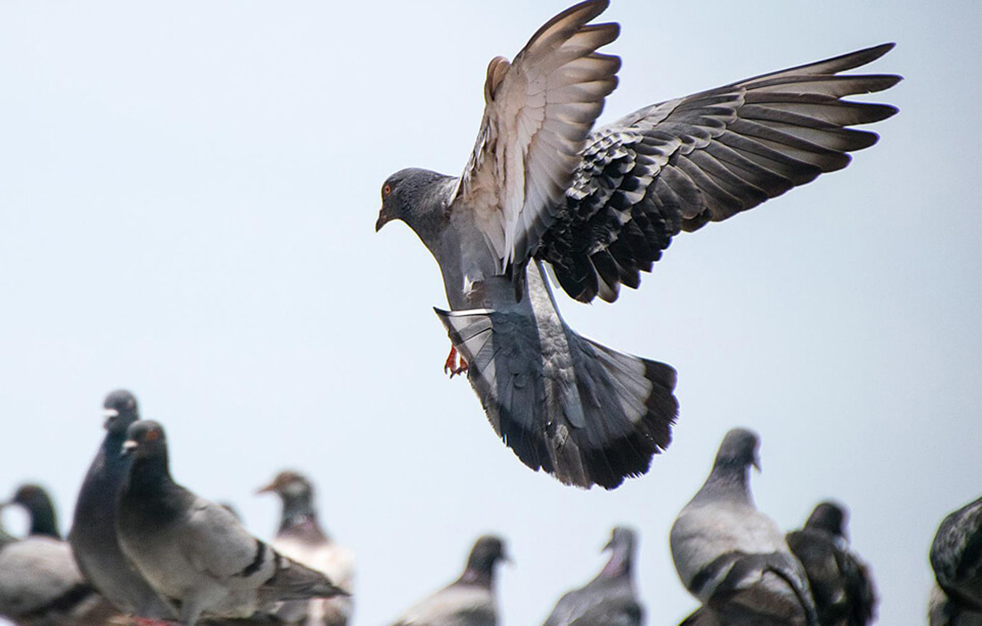Bird Control Solutions